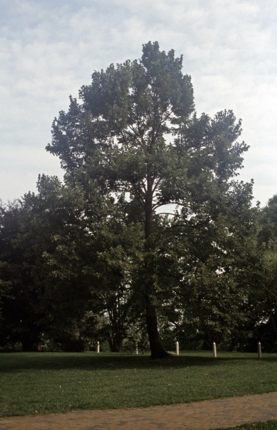 Ulmus Americana American Elm Monticello Gardens