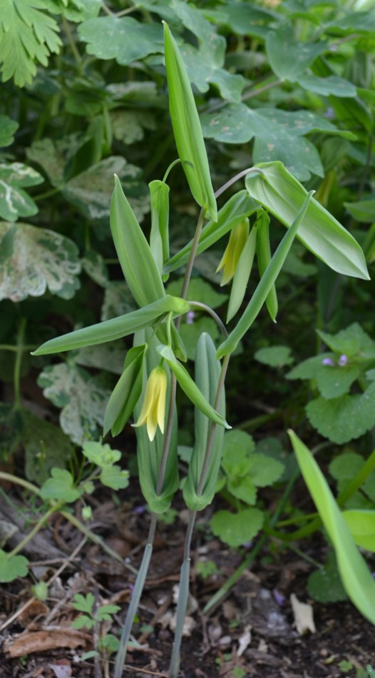 Uvularia Perfoliata Perfoliate Bellwort Monticello Gardens