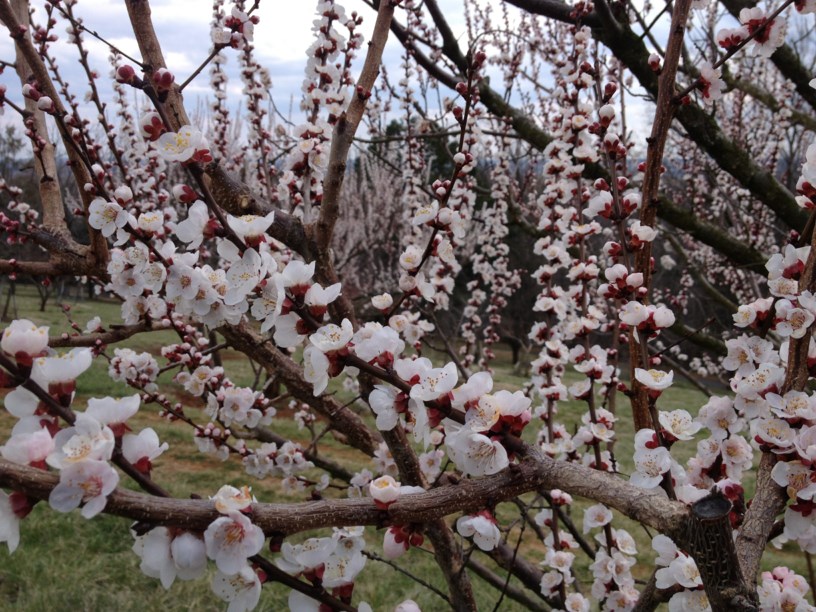 Prunus armeniaca 'Moorpark' - Moorpark Apricot