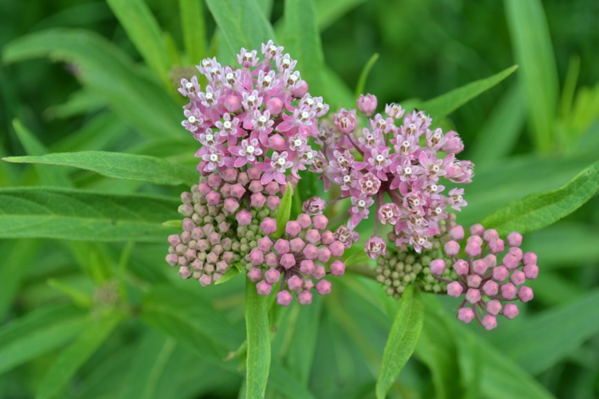 Asclepias incarnata - Swamp Milkweed | Monticello Gardens