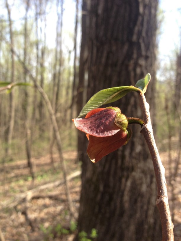 Asimina triloba - Pawpaw | Monticello Gardens