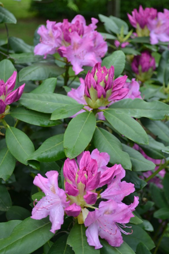 Rhododendron catawbiense - Catawba Rhododendron