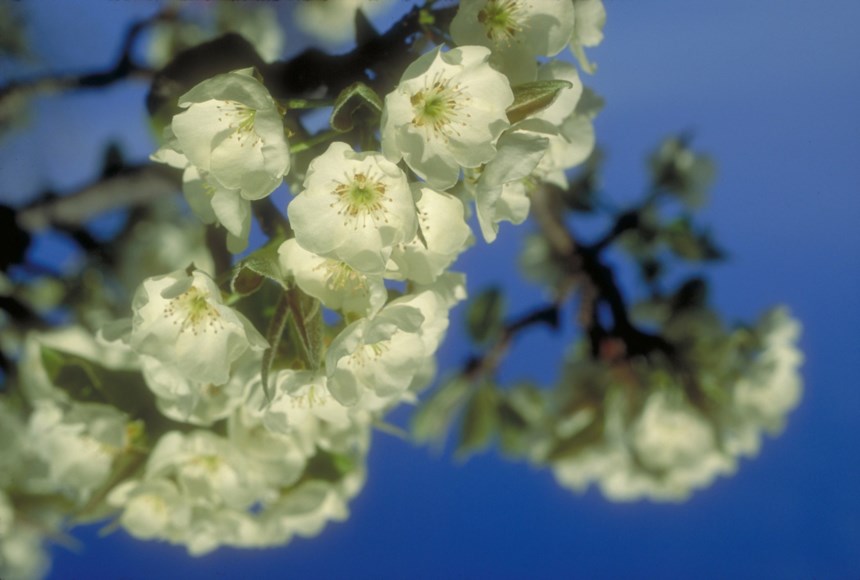 Prunus cerasus 'Carnation' - Carnation Cherry