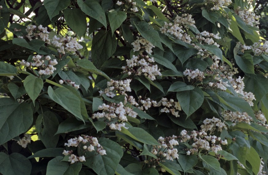 Catalpa speciosa - Northern Catalpa | Monticello Gardens