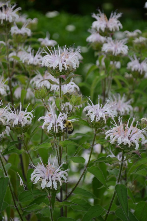 Monarda fistulosa - Wild Bergamot | Monticello Gardens