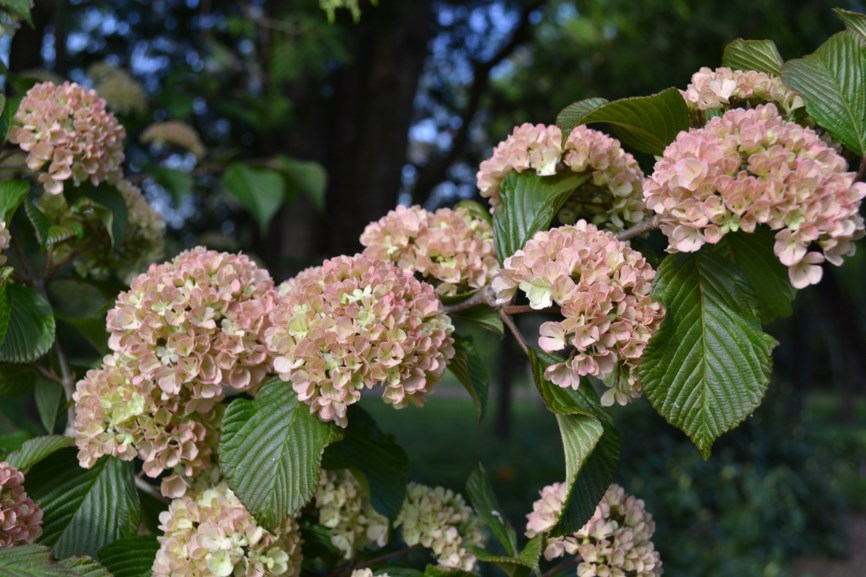 Viburnum plicatum - Japanese Snowball | Monticello Gardens