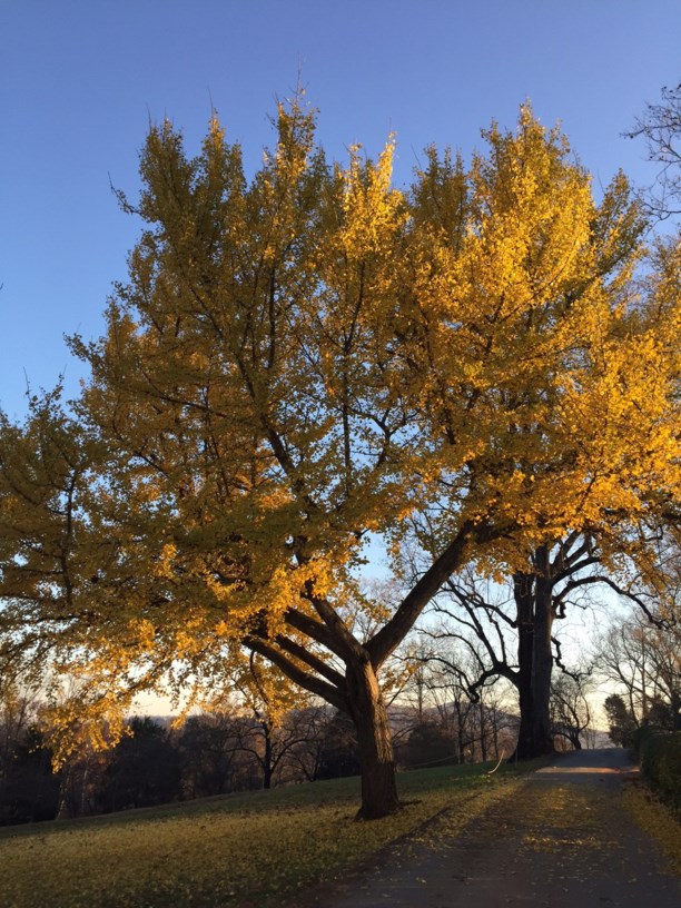 Ginkgo biloba - Ginkgo, Maidenhair Tree