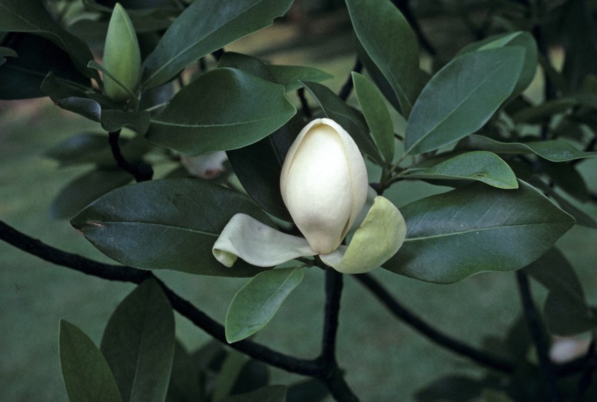 Magnolia virginiana - Sweetbay Magnolia, Jefferson's name: Swamp laurel. Magnolia glauca.