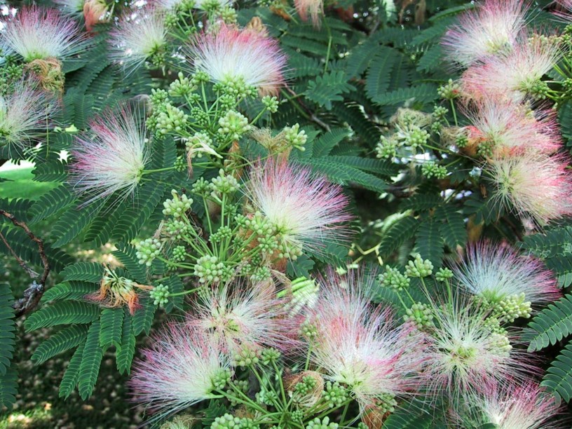 Albizia julibrissin - Mimosa, Silk Tree