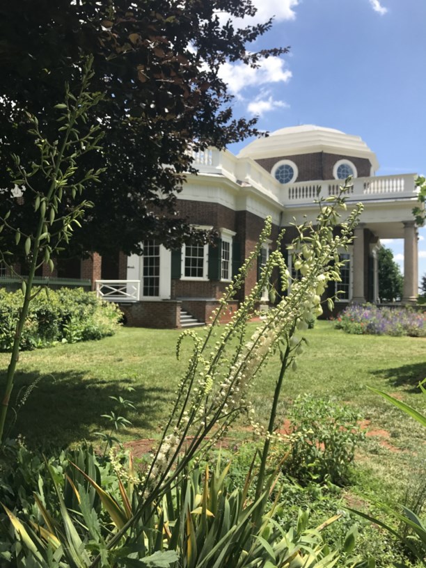 Actaea racemosa Black Cohosh, Black Snakeroot Monticello Gardens