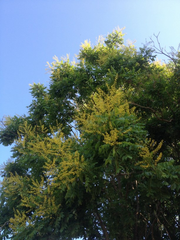 Koelreuteria paniculata - Goldenrain Tree