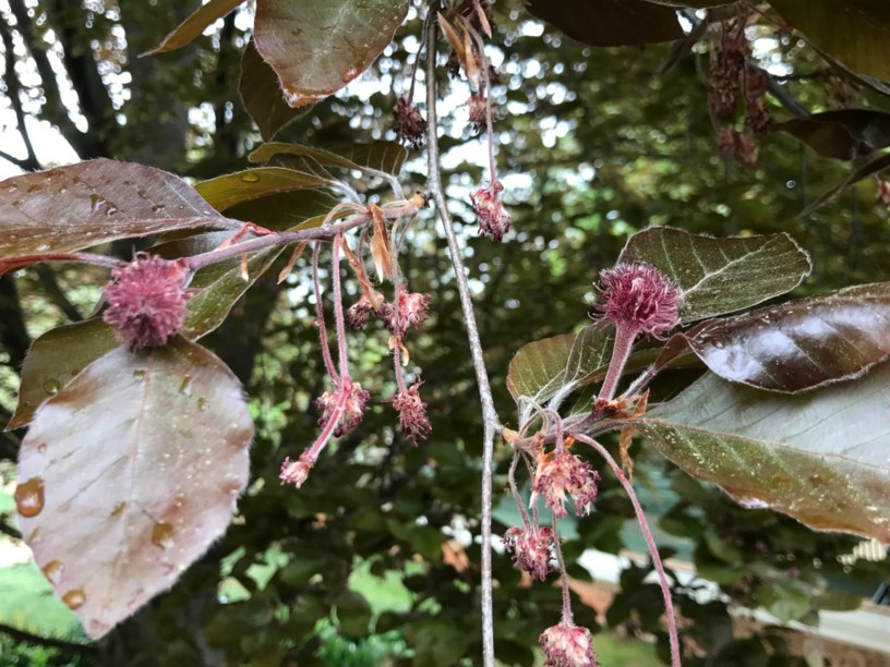 Fagus sylvatica 'Atropunicea' - Copper Beech, "Purple beach"