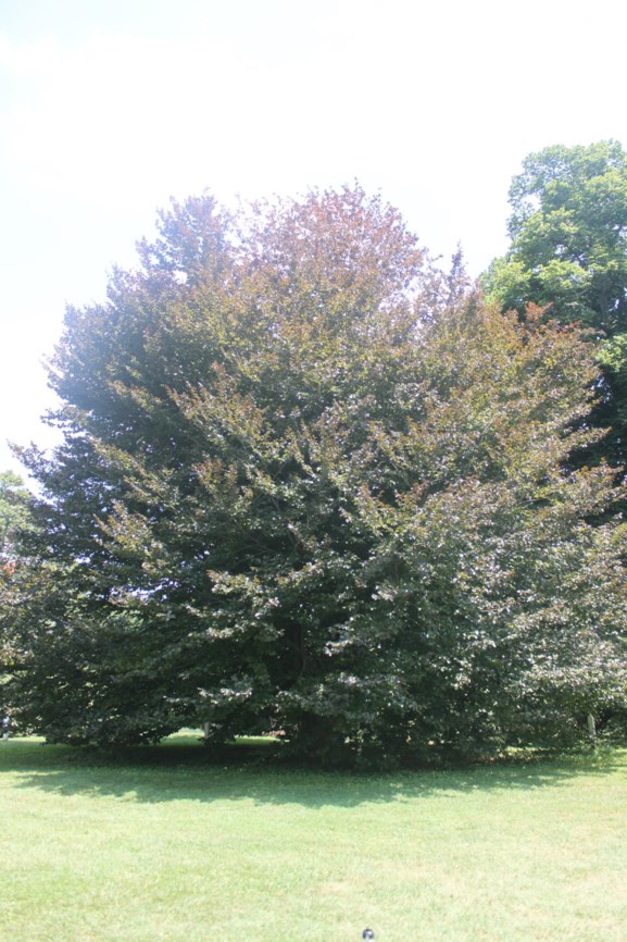 Fagus Sylvatica Atropunicea Copper Beech Purple Beach Monticello Gardens