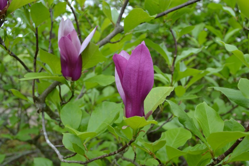 Magnolia × soulangeana - Saucer Magnolia