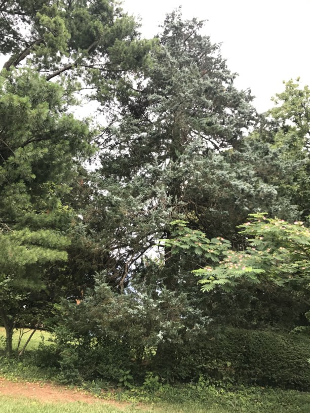 Juniperus virginiana - Eastern Redcedar