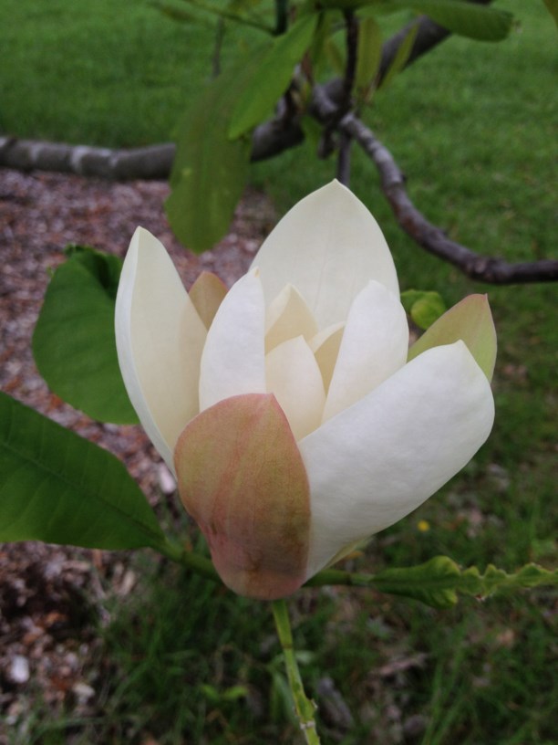 Magnolia tripetala - Umbrella Magnolia, Jefferson's name: Umbrella