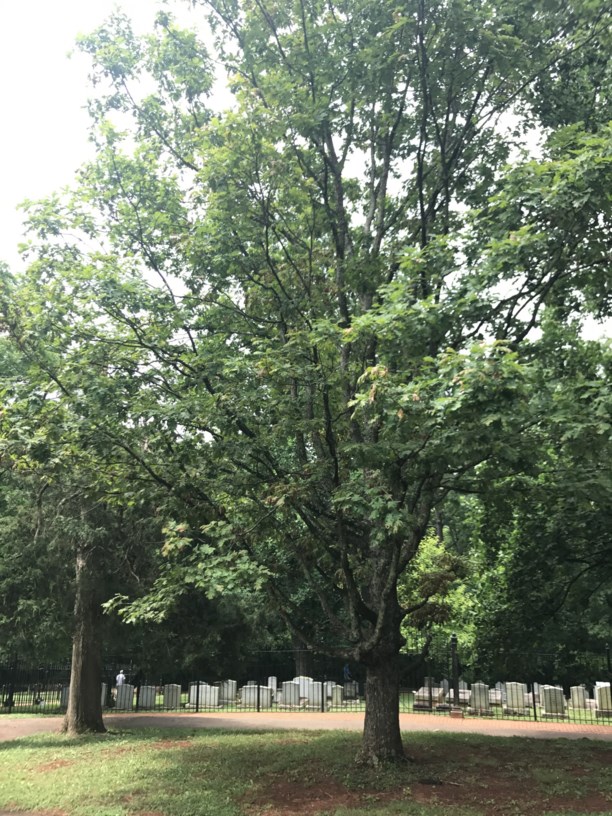 Quercus alba - White Oak