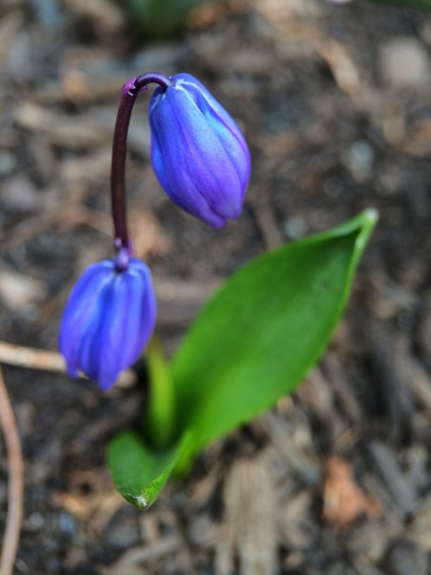 Scilla siberica - Siberian Squill | Monticello Gardens