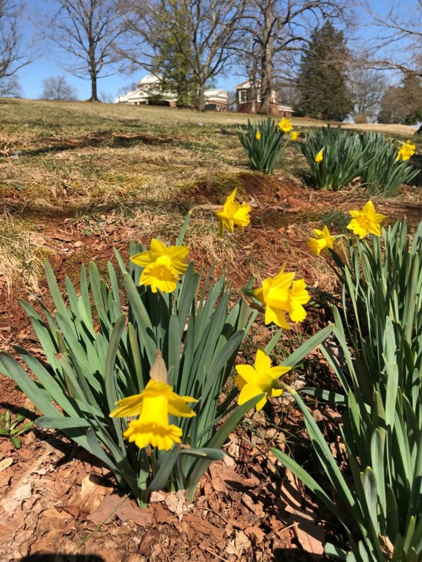 Narcissus obvallaris - Tenby Daffodil