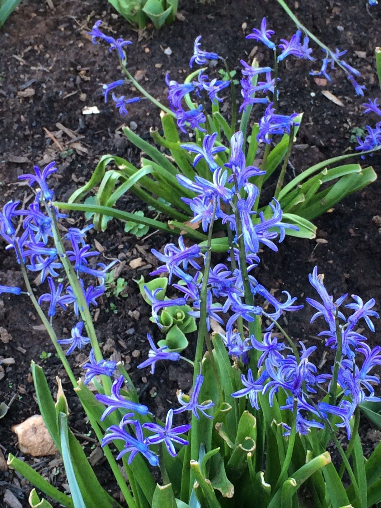 Hyacinthus orientalis albulus - French Roman Hyacinth