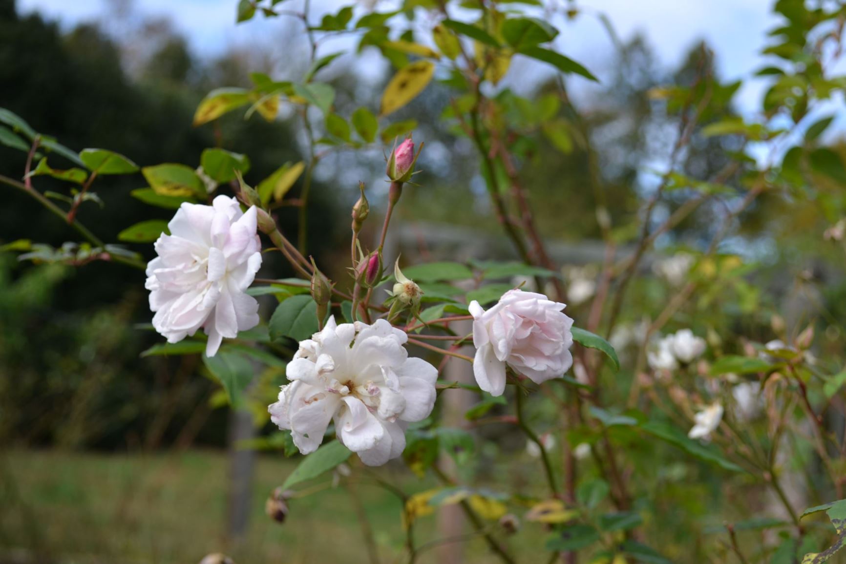 Rosa × noisettiana 'Champneys Pink Cluster' - Champneys Pink Cluster Rose, Noisette Rose