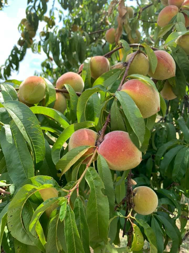 Prunus persica 'Oldmixon Free' - Oldmixon Free Peach, Jefferson's name: Oldmixon freestone peach (supposed Madeira)
