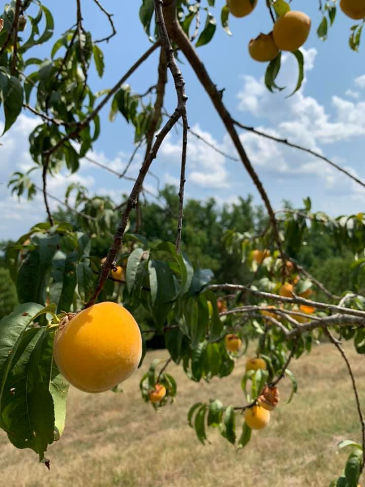 Prunus persica 'Lemon Cling' - Lemon Cling Peach