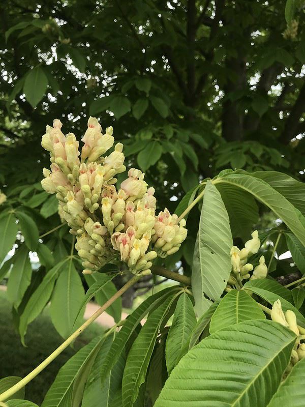 Aesculus octandra - Yellow Buckeye