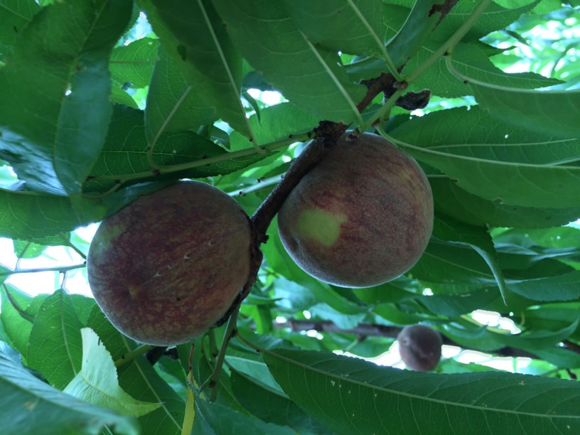 Prunus persica 'Indian Blood Cling' - Indian Blood Cling Peach, Jefferson's name: Black plumb peach of Georgia