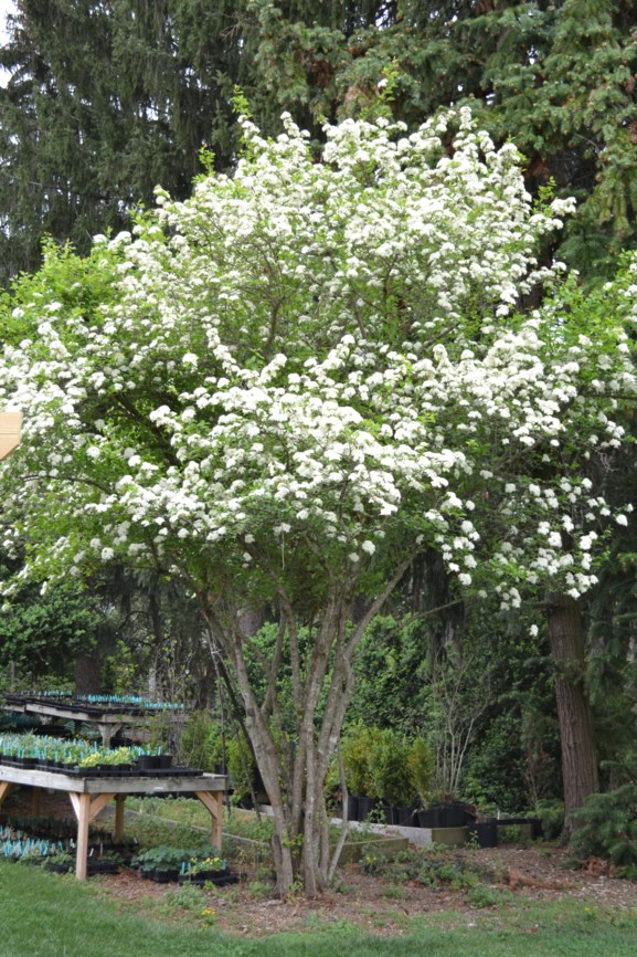 Viburnum prunifolium - Blackhaw Viburnum, Jefferson's name: Haw