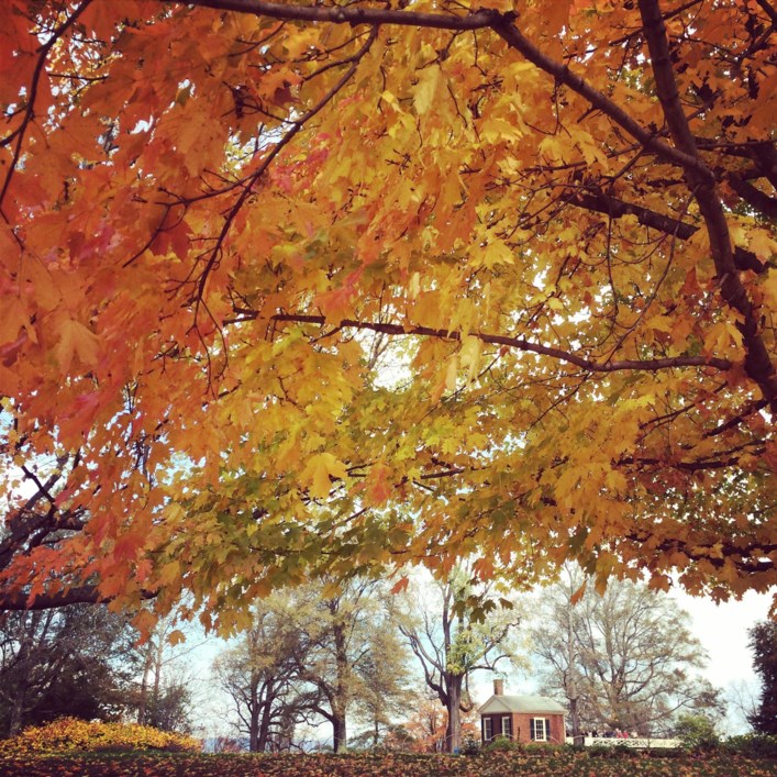 Acer saccharum - Sugar Maple